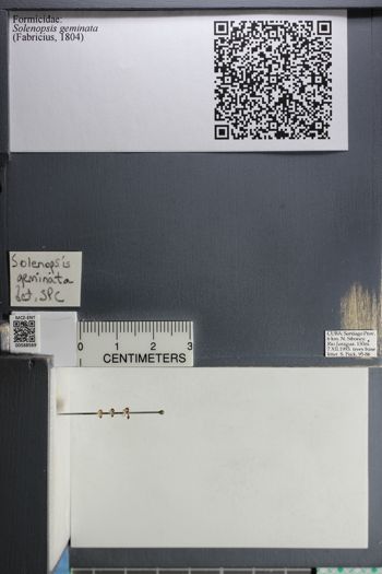 Media type: image;   Entomology 588569